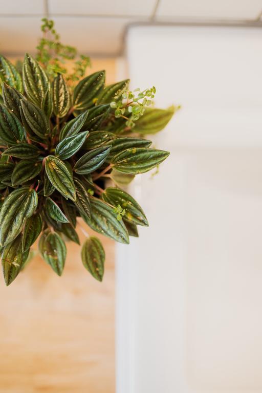 Essentis Ecohotel ベルリン 部屋 写真